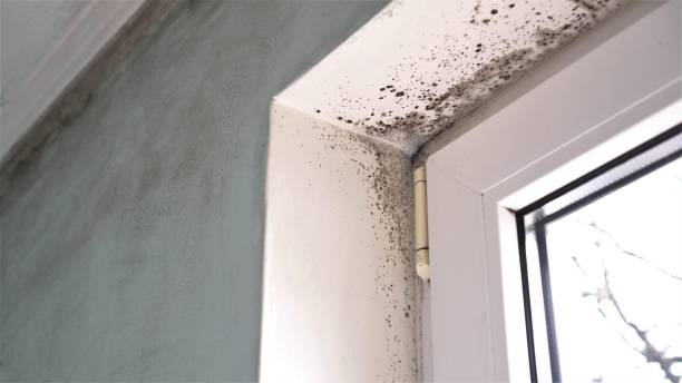 Best Mold Remediation Services  in Aledo, TX