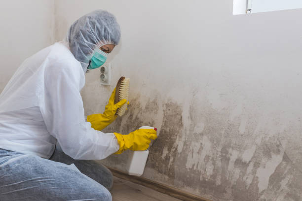 Best Office Mold Removal Services  in Aledo, TX