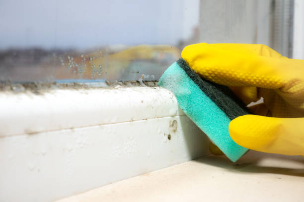 Best Certified Mold Removal  in Aledo, TX