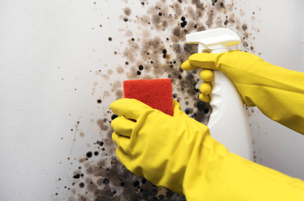 Best Residential Mold Removal  in Aledo, TX