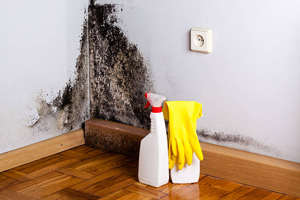 Best Fast Mold Removal  in Aledo, TX